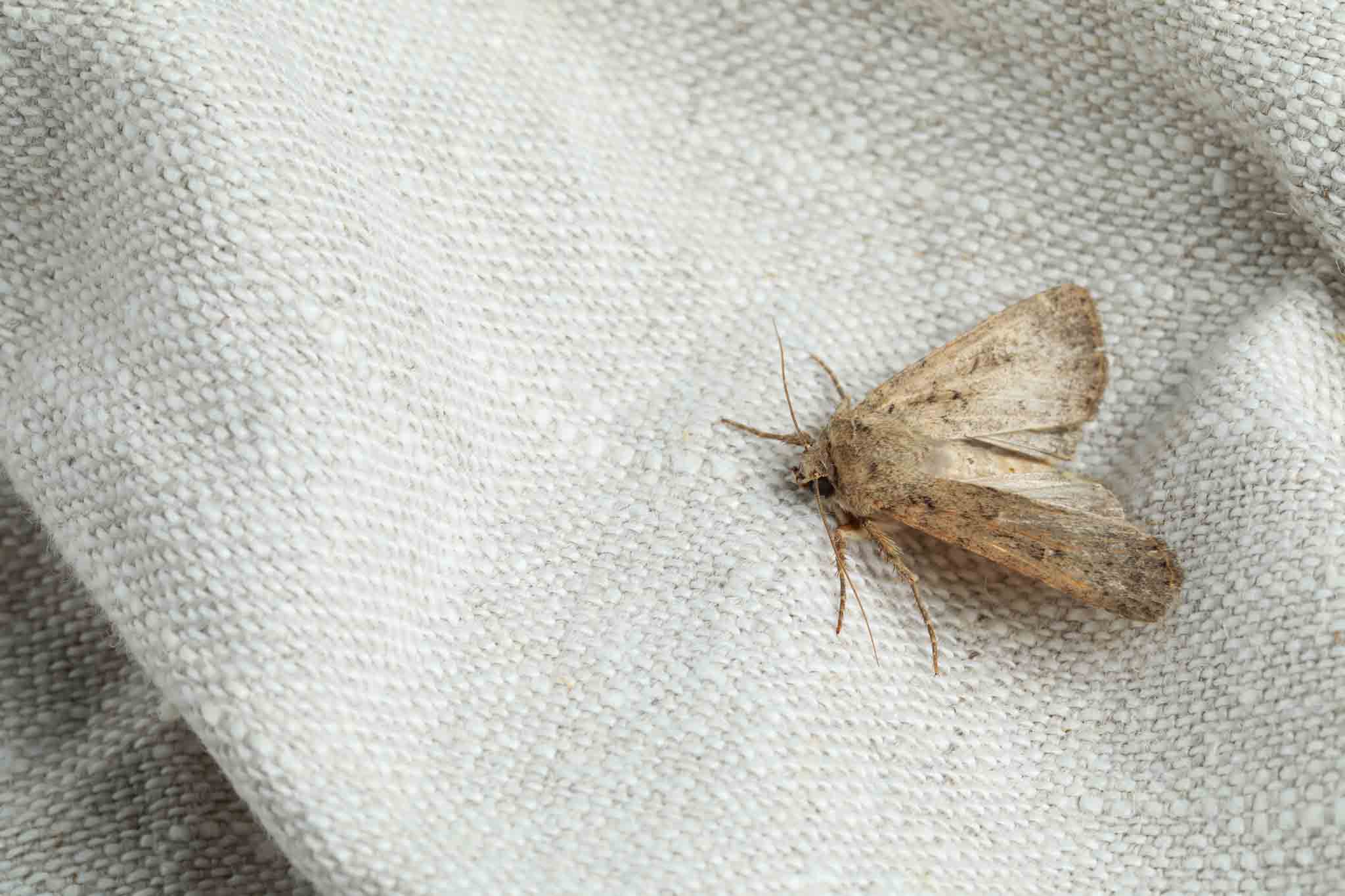 Clothe moth on some white fabric, choose Hello Pest Control.