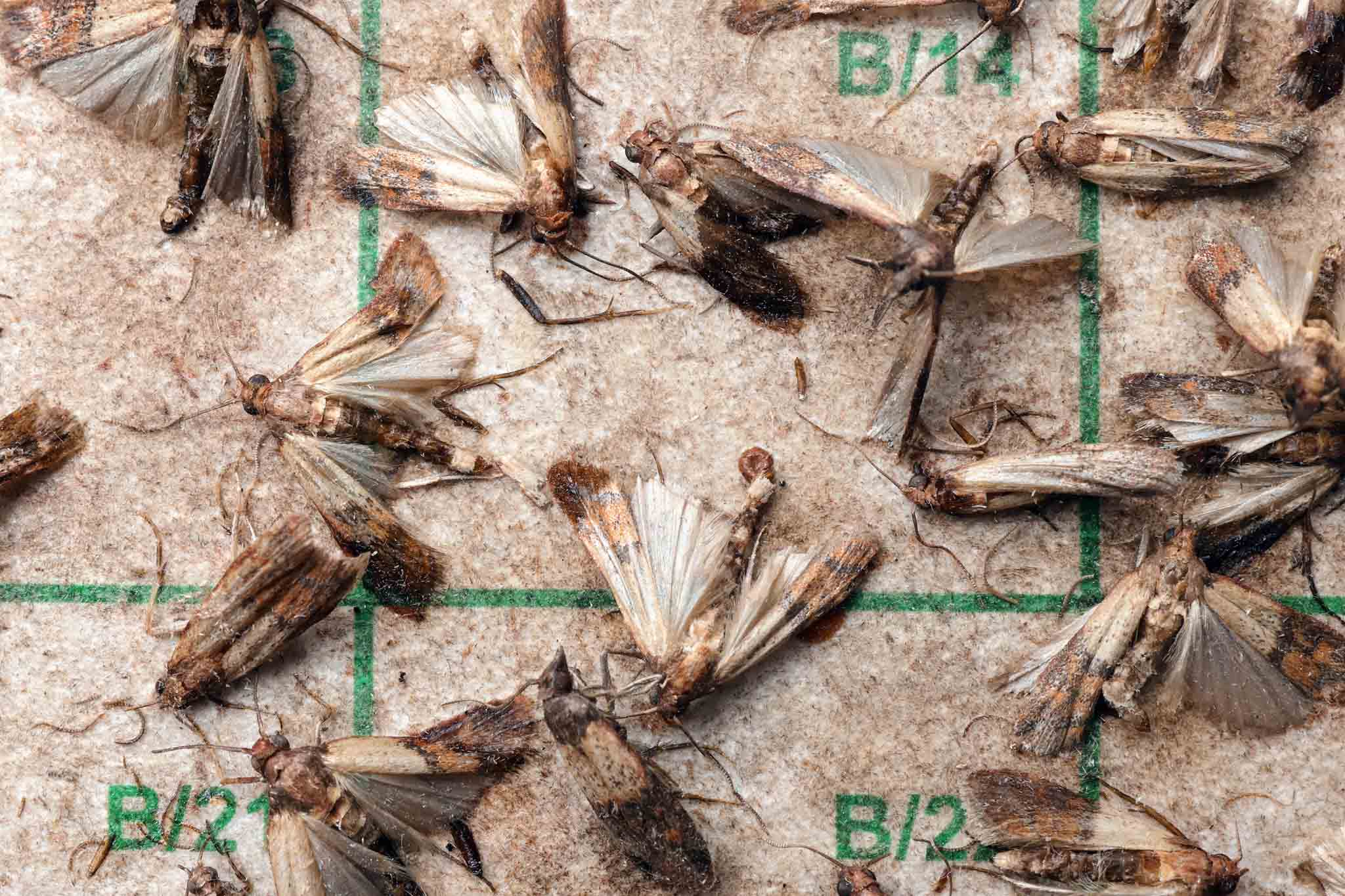 A group of moths fallen on the floor, choose Hello Pest Control for pest services.