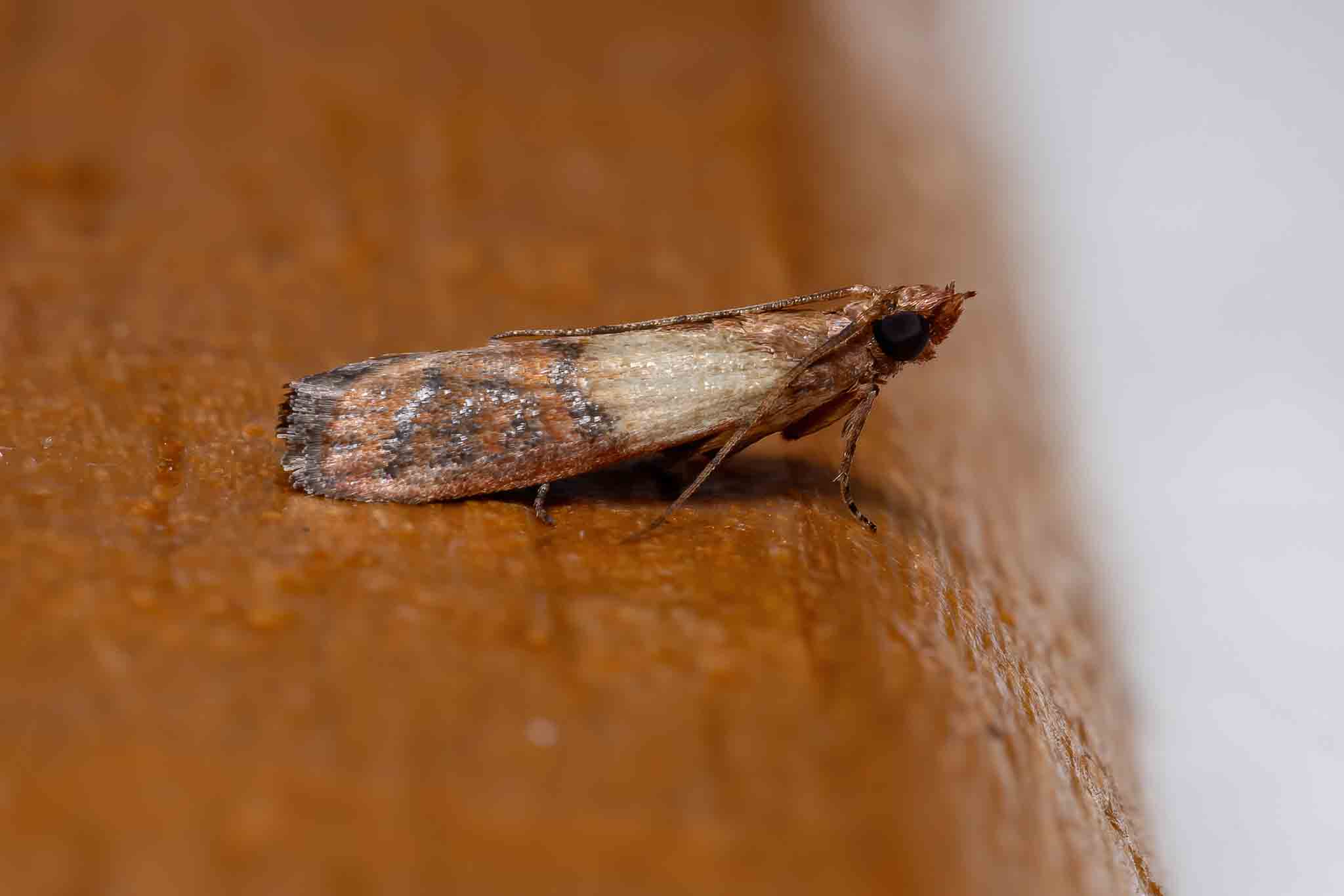 A brown moth in a home, choose Hello Pest Control Westchester County services.