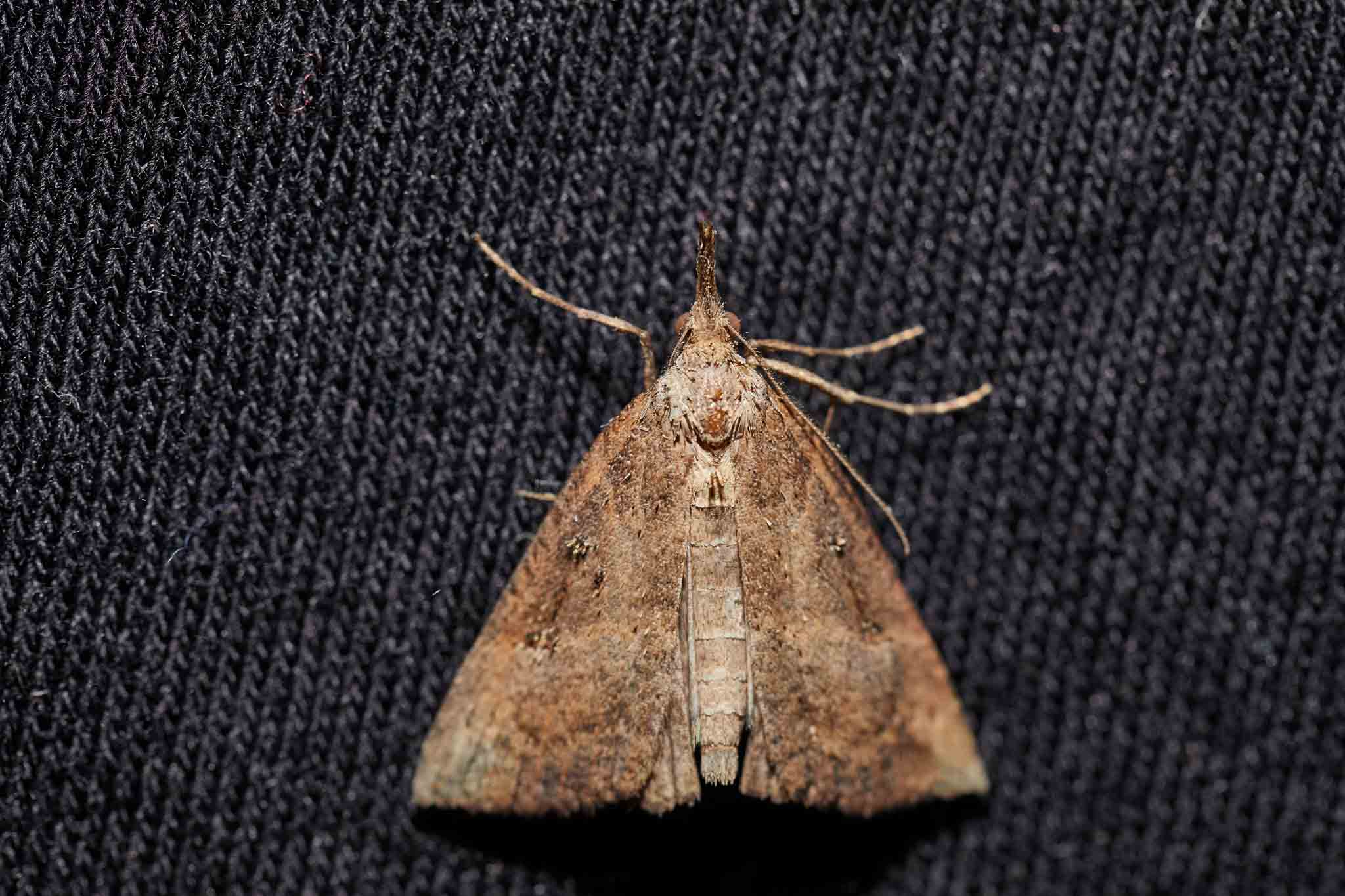 A brown moth sitting on some black fabric, choose Hello Pest Control services.