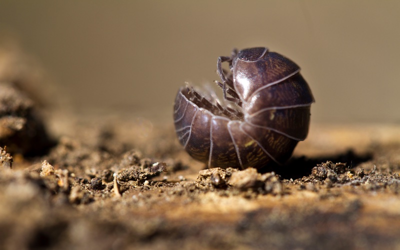 Hello Pest - a closeup image of a pill bug, rolled up for protection.