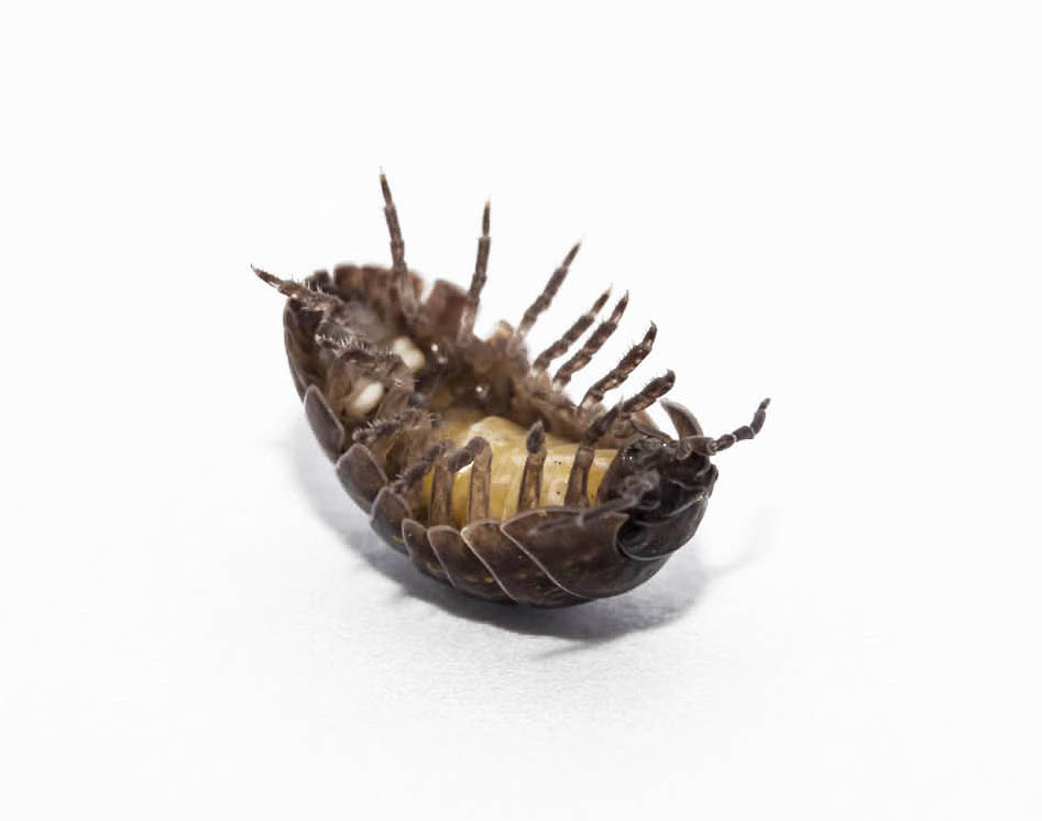 A tipped over pill bug, contact Hello Pest Control for pest services.