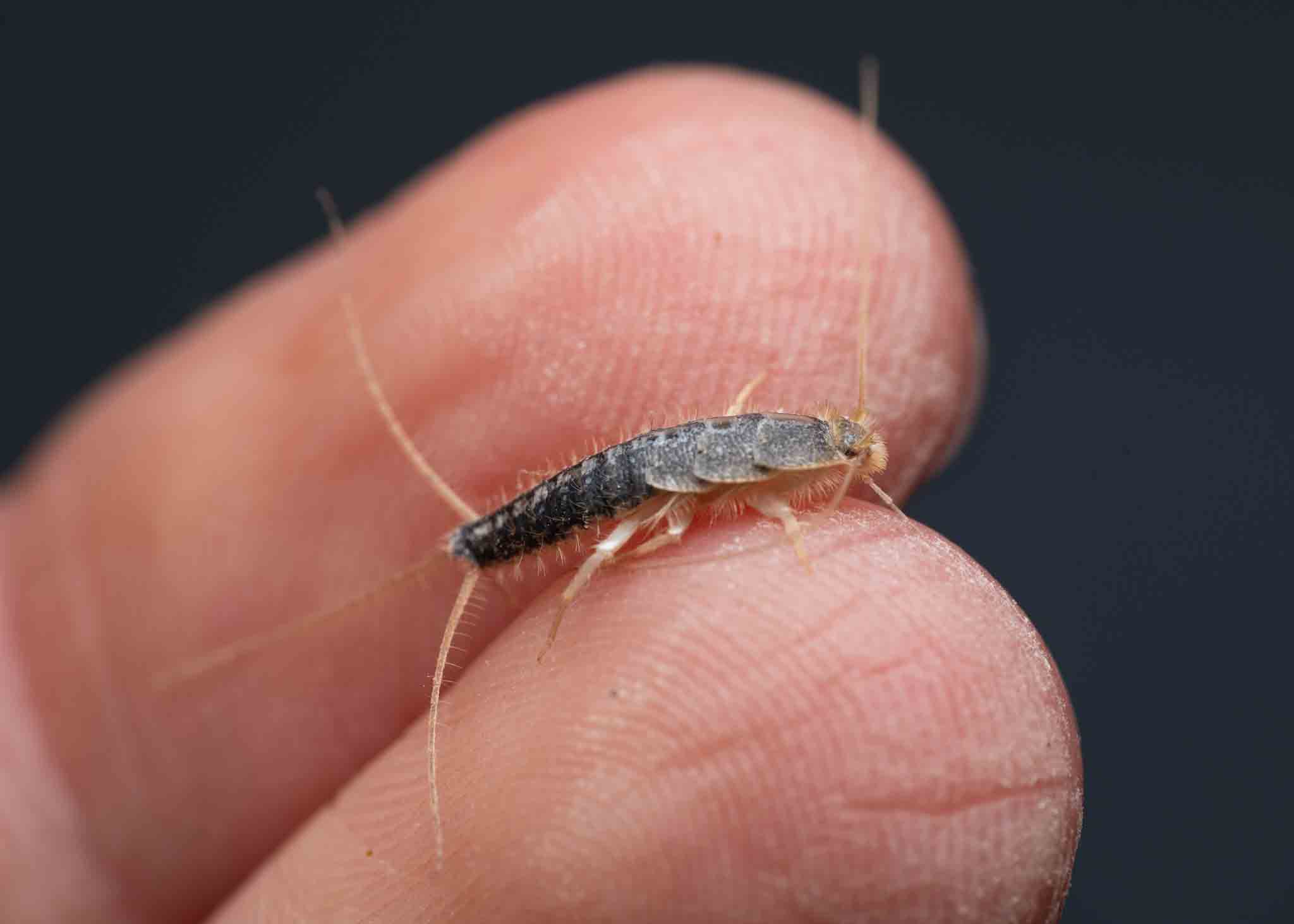 A small silverfish on a couple of human fingers, choose Hello Pest Control.