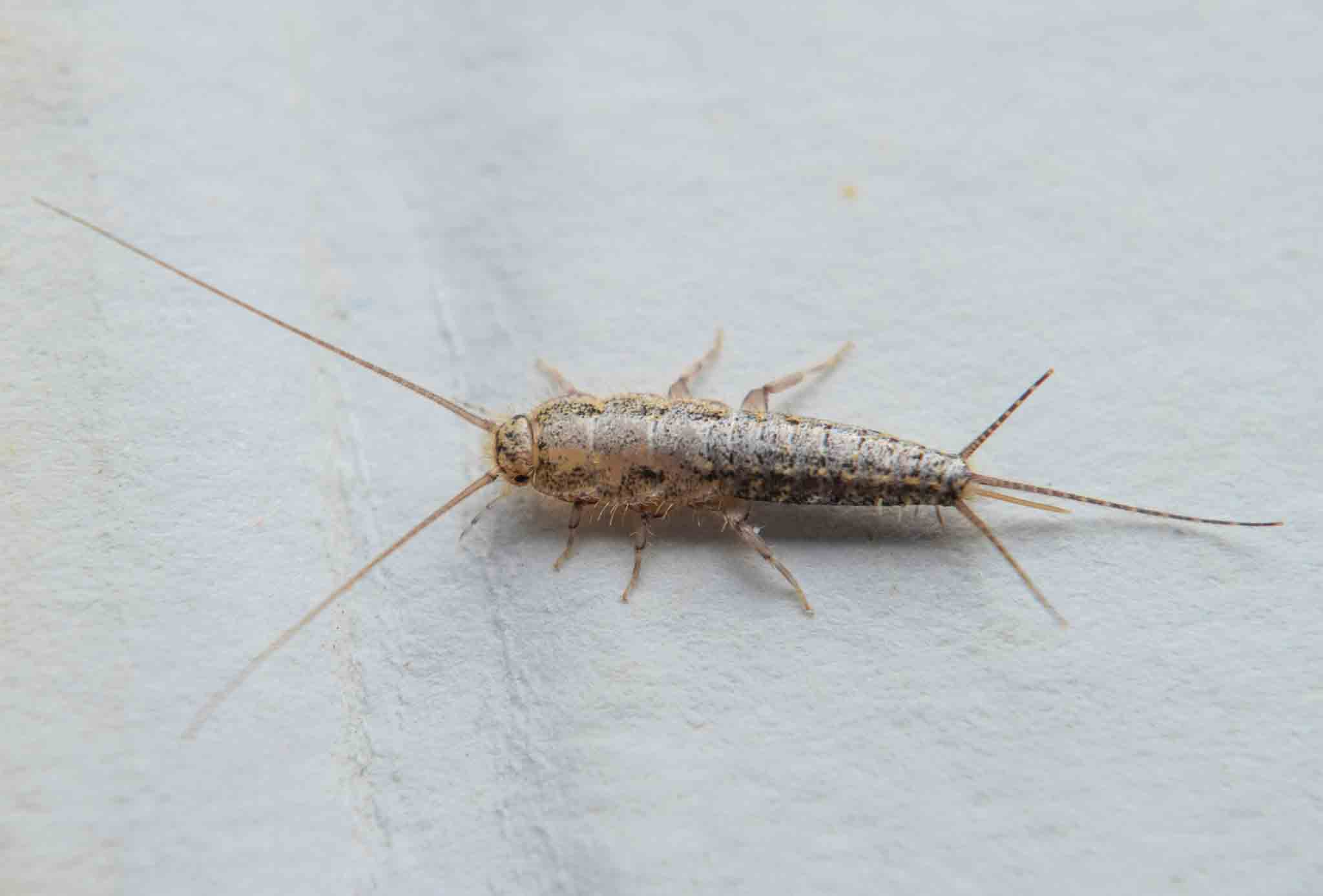 A silverfish crawling on a wall, choose Hello Pest Control.