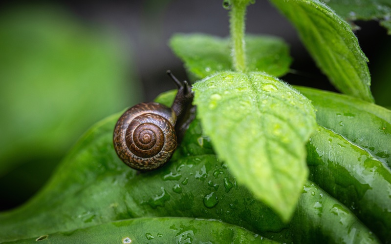 Hello Pest - an image of a snail on a leaf.