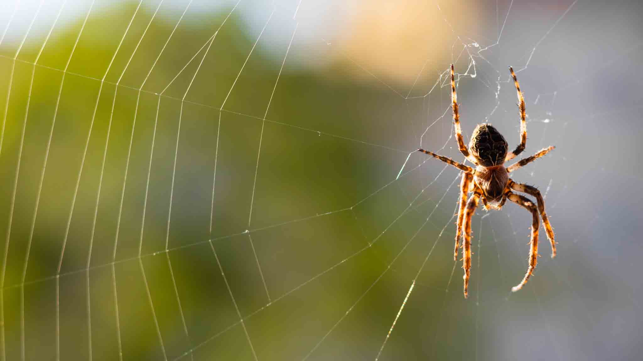 Larinioide spider hanging on its web, choose Hello Pest Control Westchester County services.