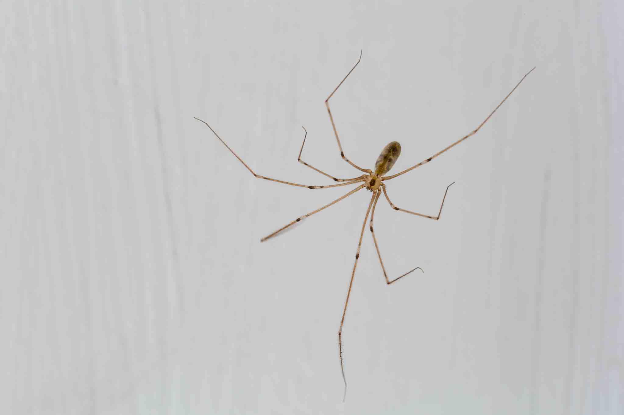 Phalangioides spider in a home, contact Hello Pest Control Westchester County for our services.