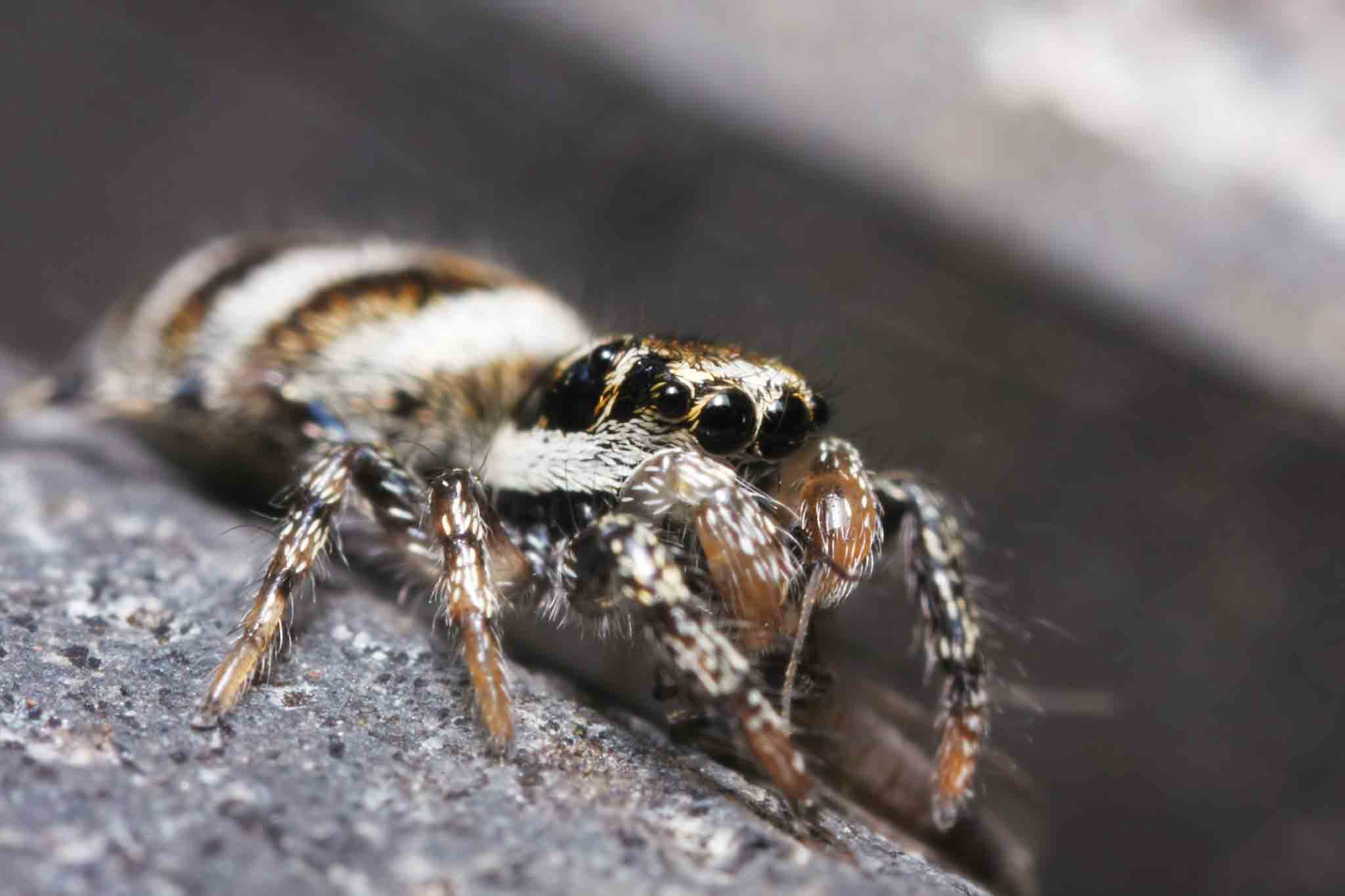 Salticus scenicus spider sitting on a log, choose Hello Pest Control Westchester County services.