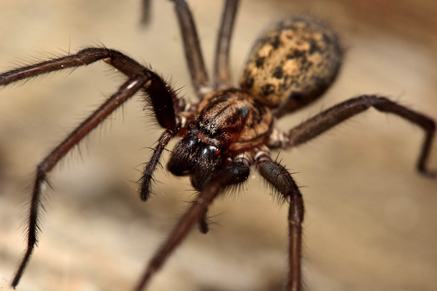 A big brown spider in some grass, choose Hello Pest Control Westchester County services.