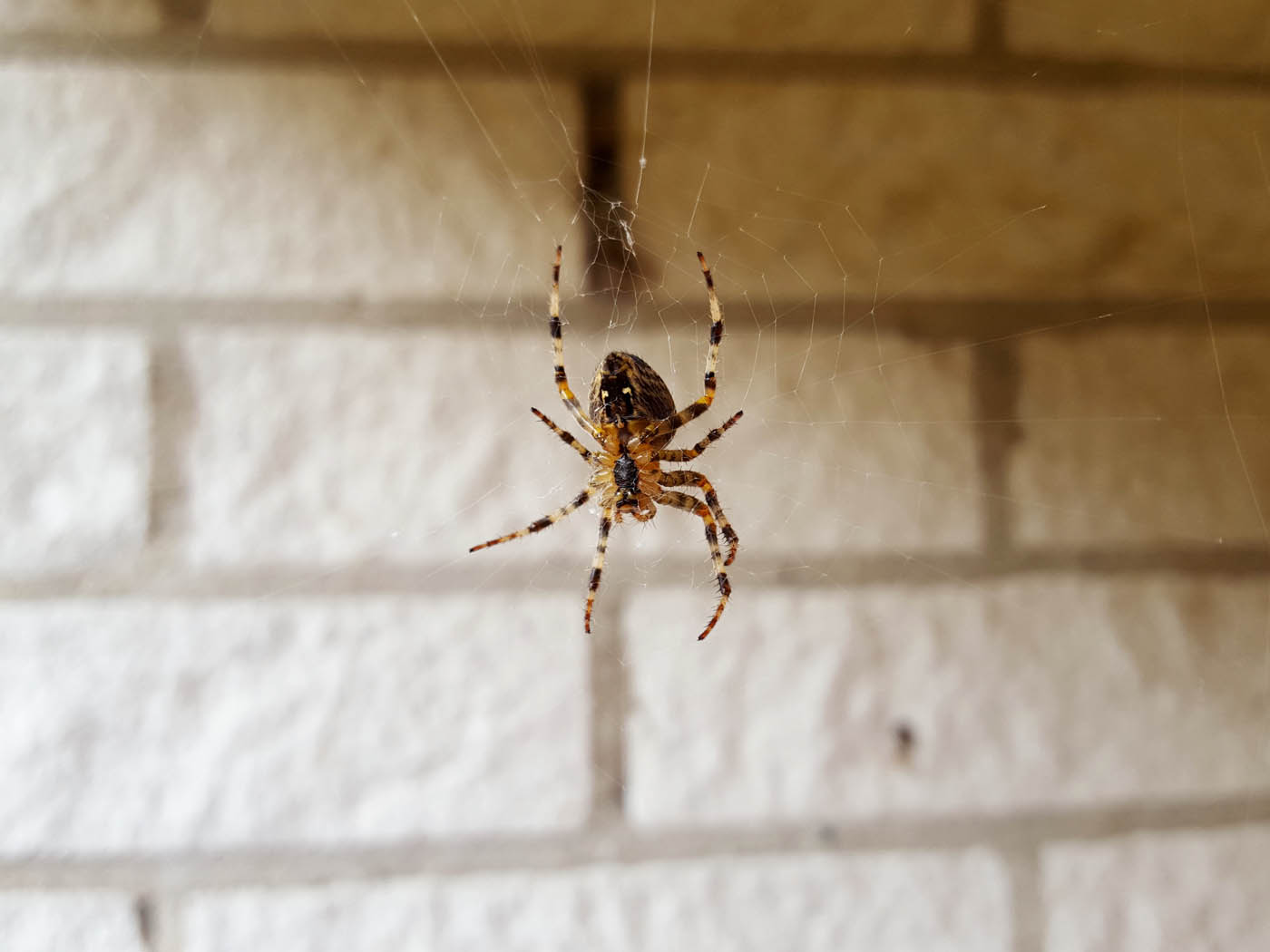 Back of a brown spider hanging in a web, choose Hello Pest Control spider services.