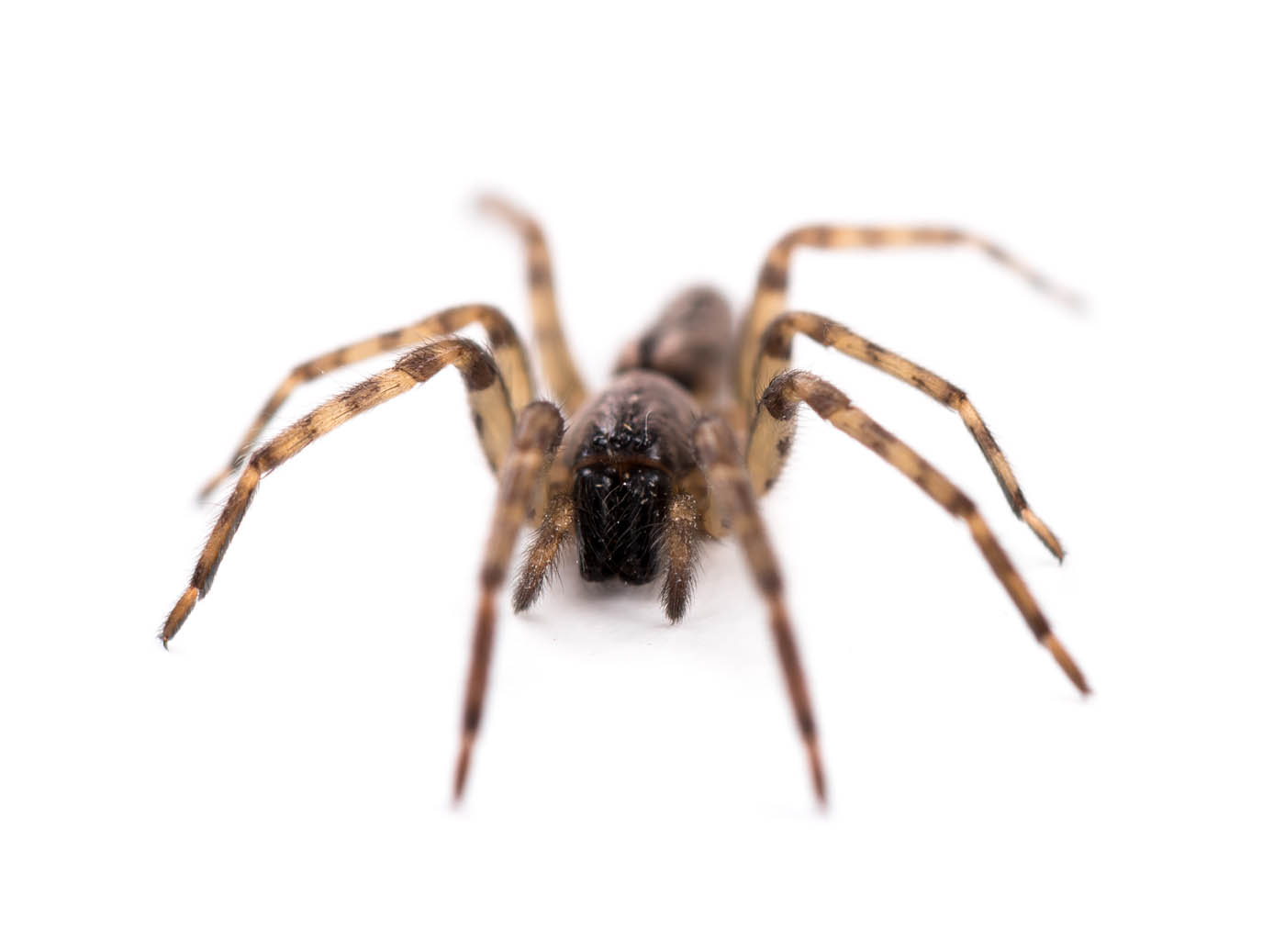 A brown spider sitting on a white counter, choose Hello Pest Control services.