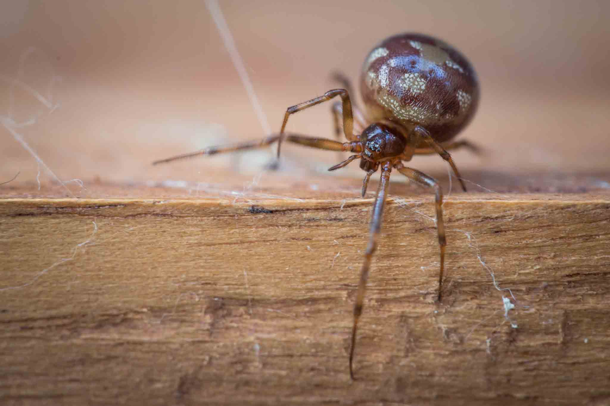 Steatoda bipunctata spider in its web, contact Hello Pest Control Westchester County.