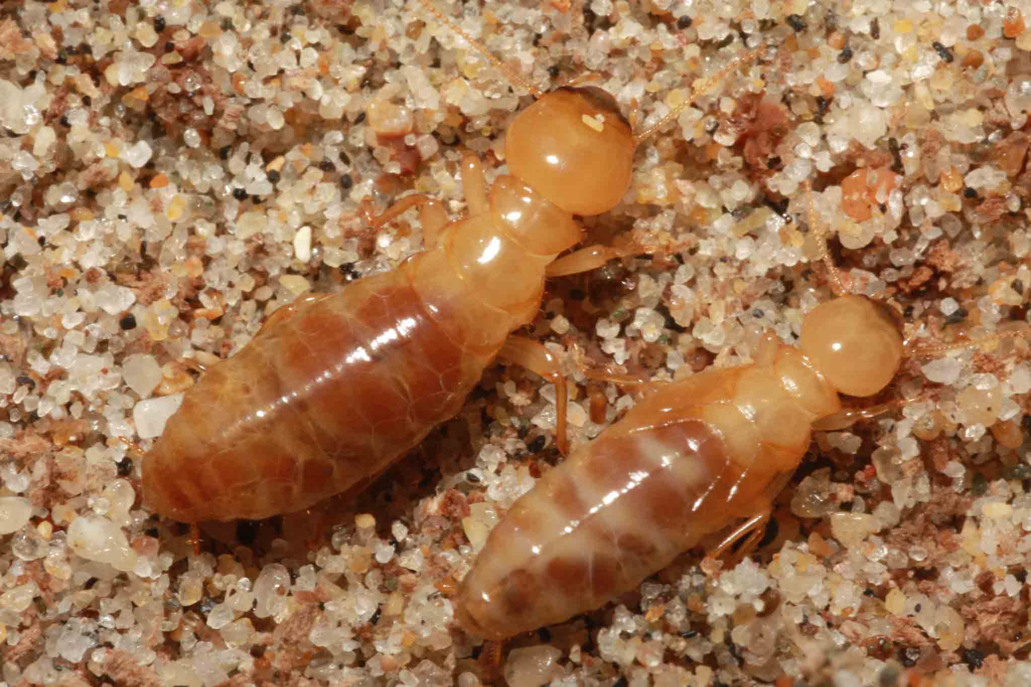 A dampwood termite in dirt, choose Hello Pest Control services.