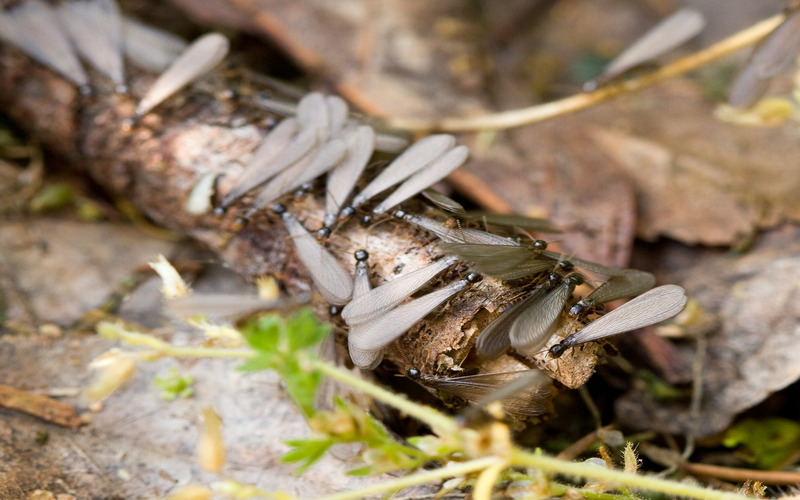 Eastern subterranean termites - How to Identify and Prevent Termite Damage Hello Pest Control 