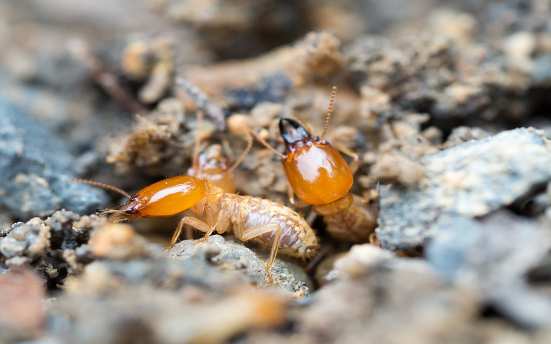 Termites burrowing into wood, contact Hello Pest Control Westchester County.