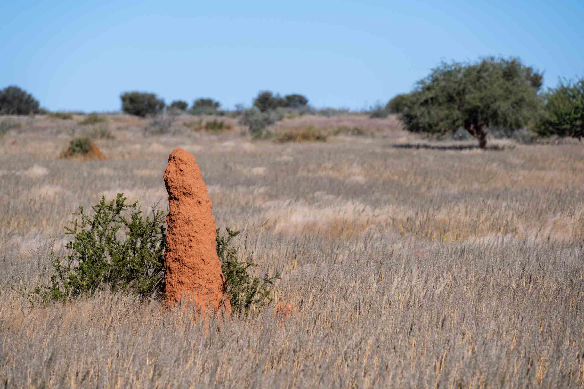 A nasutiform termite mound, choose Hello Pest Control services.