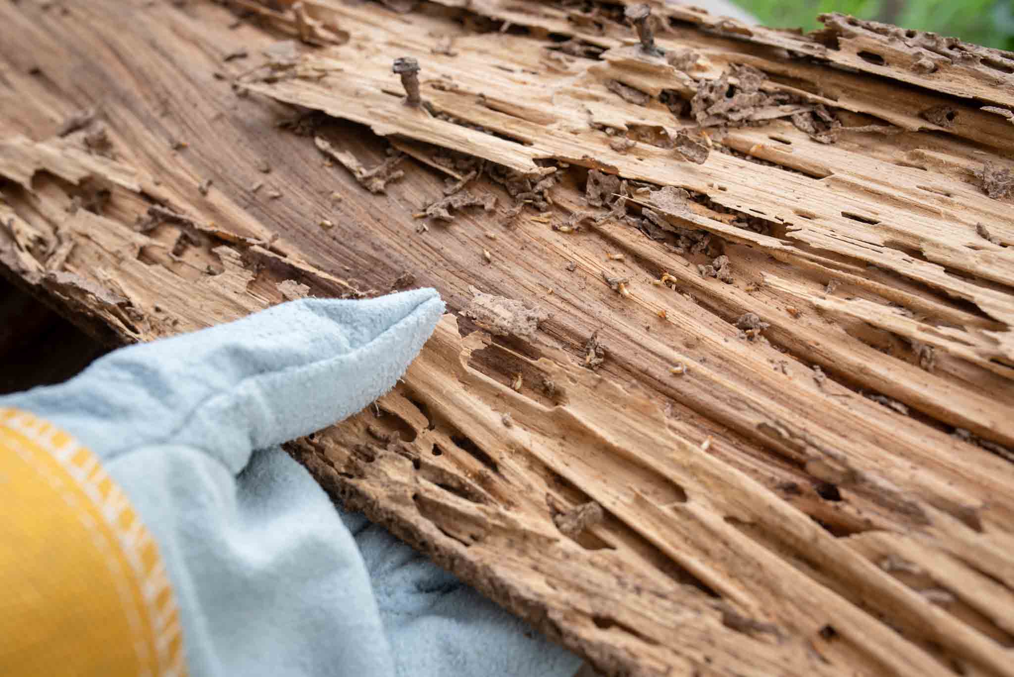 A Hello Pest Control Westchester County technician inspecting a piece of wood damaged by termites.}