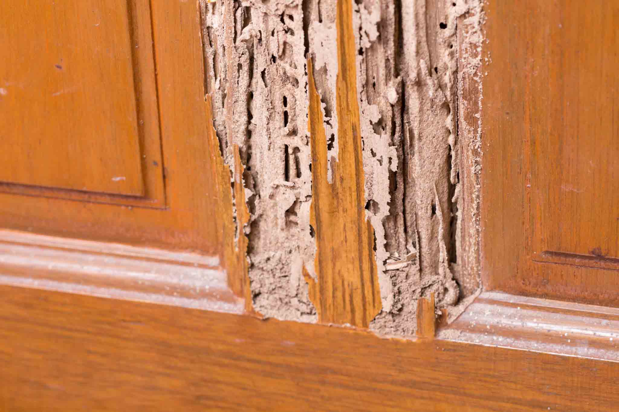 An image of a cupboard damaged by termites in need of a Hello Pest Control Westchester County exterminator.