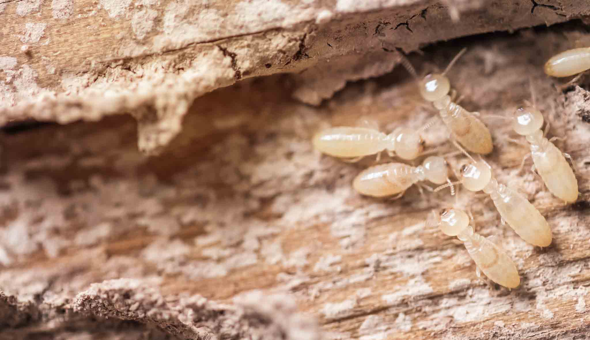 A subterranean termite crawling in wood, choose Hello Pest Control Westchester County services.