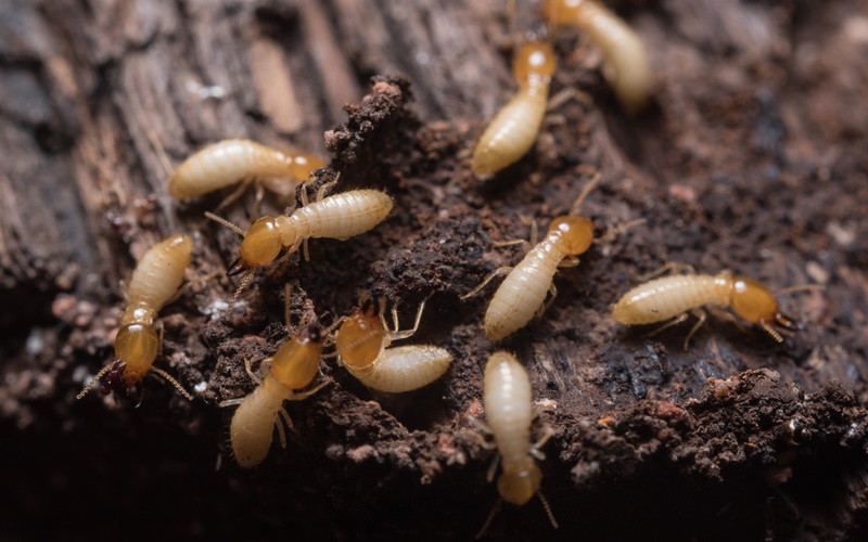 Hello Pest - an image of multiple termites eating wood.