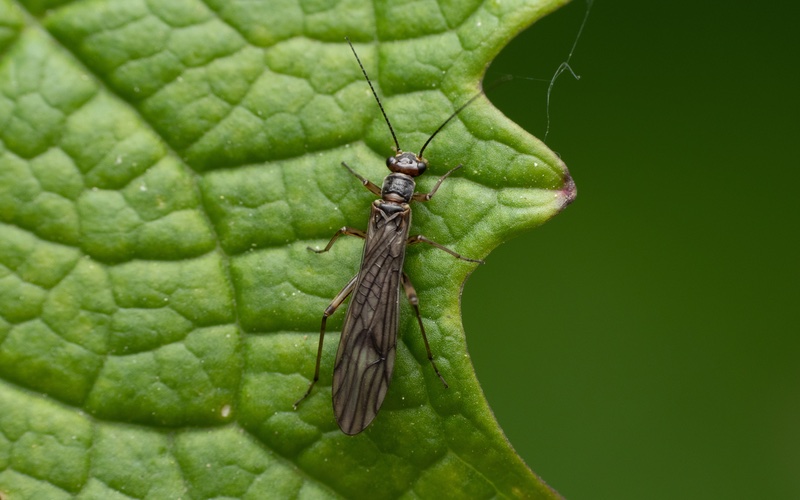 Hello Pest - a closeup image of a tiny thrip on a leaf.