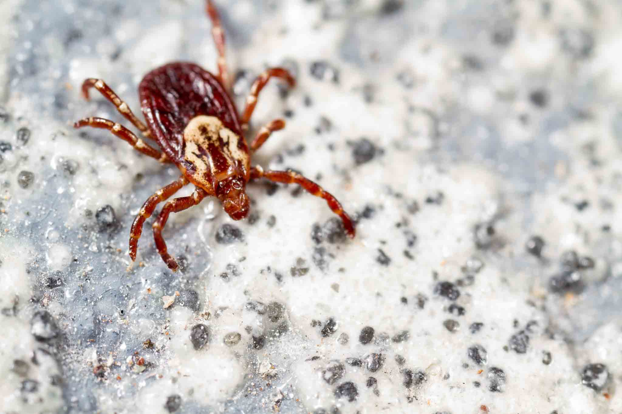 An American Dog Tick on a speckled rock, choose Hello Pest Control Westchester County services.