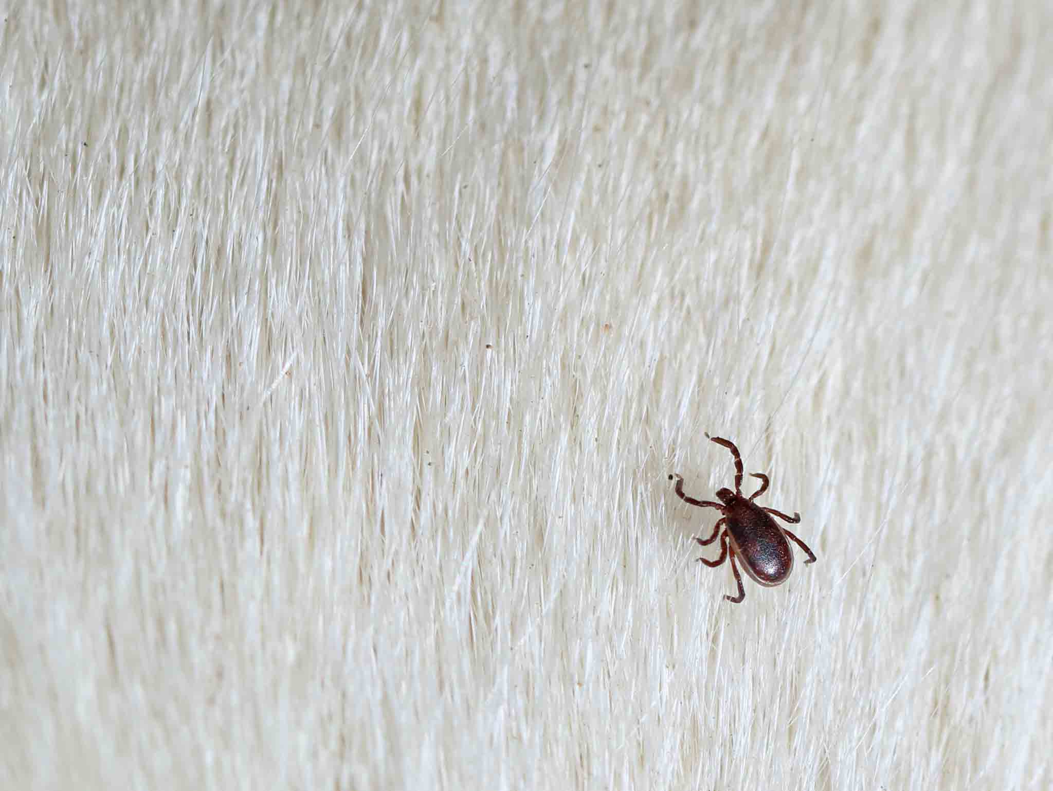 A brown dog tick in a white dogs fur, choose Hello Pest Control Westchester County.