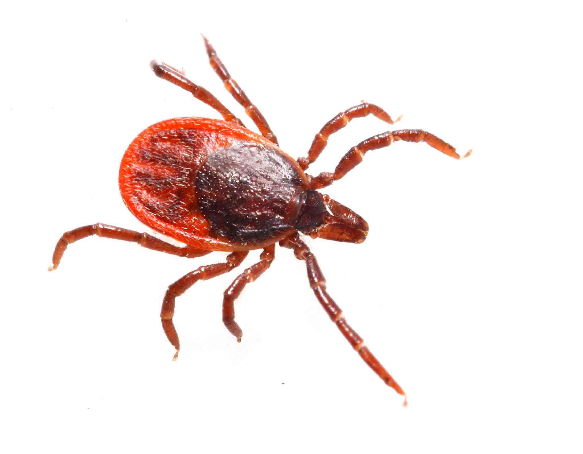 A little brown tick, choose Hello Pest Control Westchester County today.