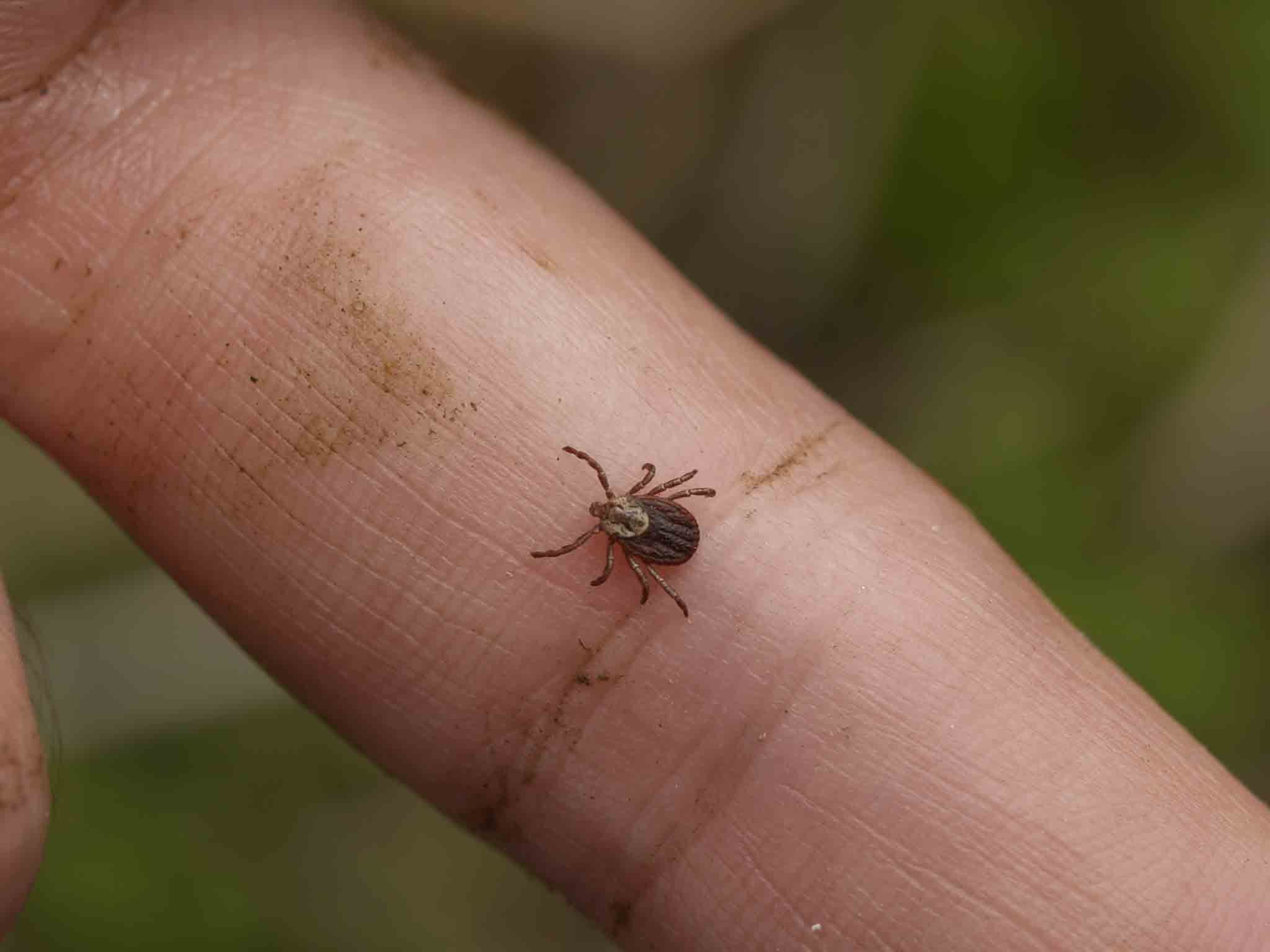 A common fowl tick on a human finger, choose Hello Pest Control Westchester County.