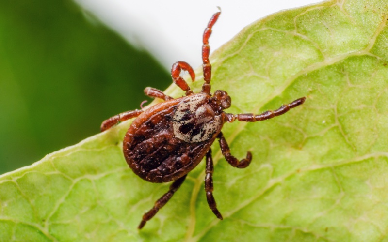 Hello Pest - A closeup image of a tick on a leaf.