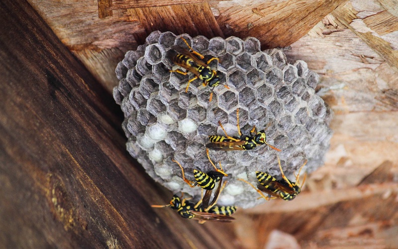 Hello Pest - a group of wasps and their nest.