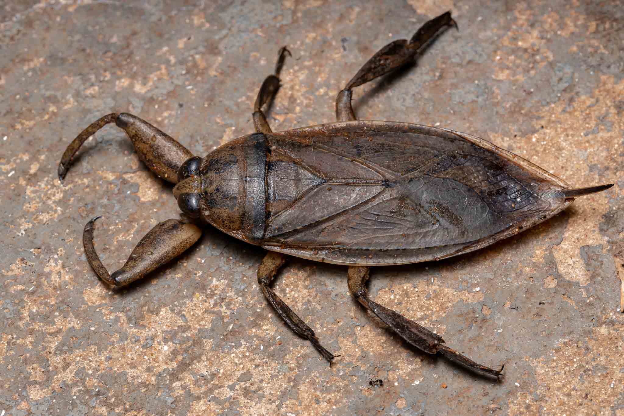 A giant water bug, contact Hello Pest Control Westchester County.