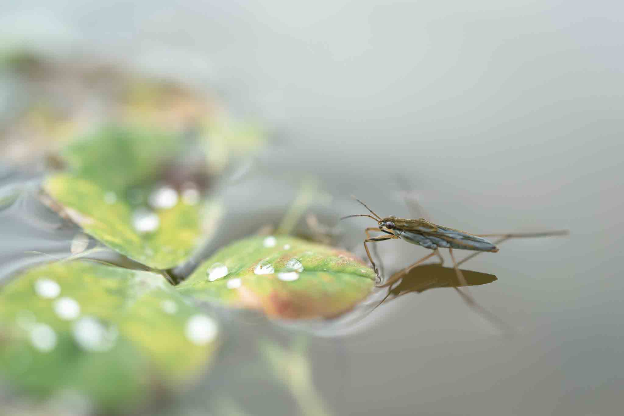 A water bug on a leaf in a pond, choose Hello Pest Control services.