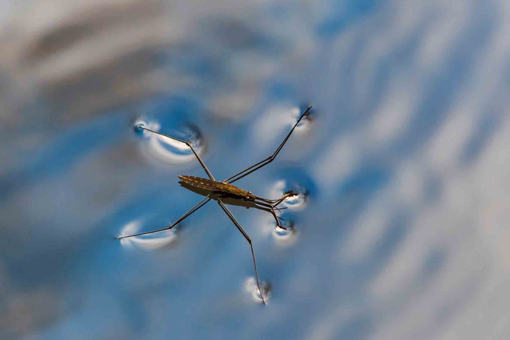 A skinny water bug on water, choose Hello Pest Control services.