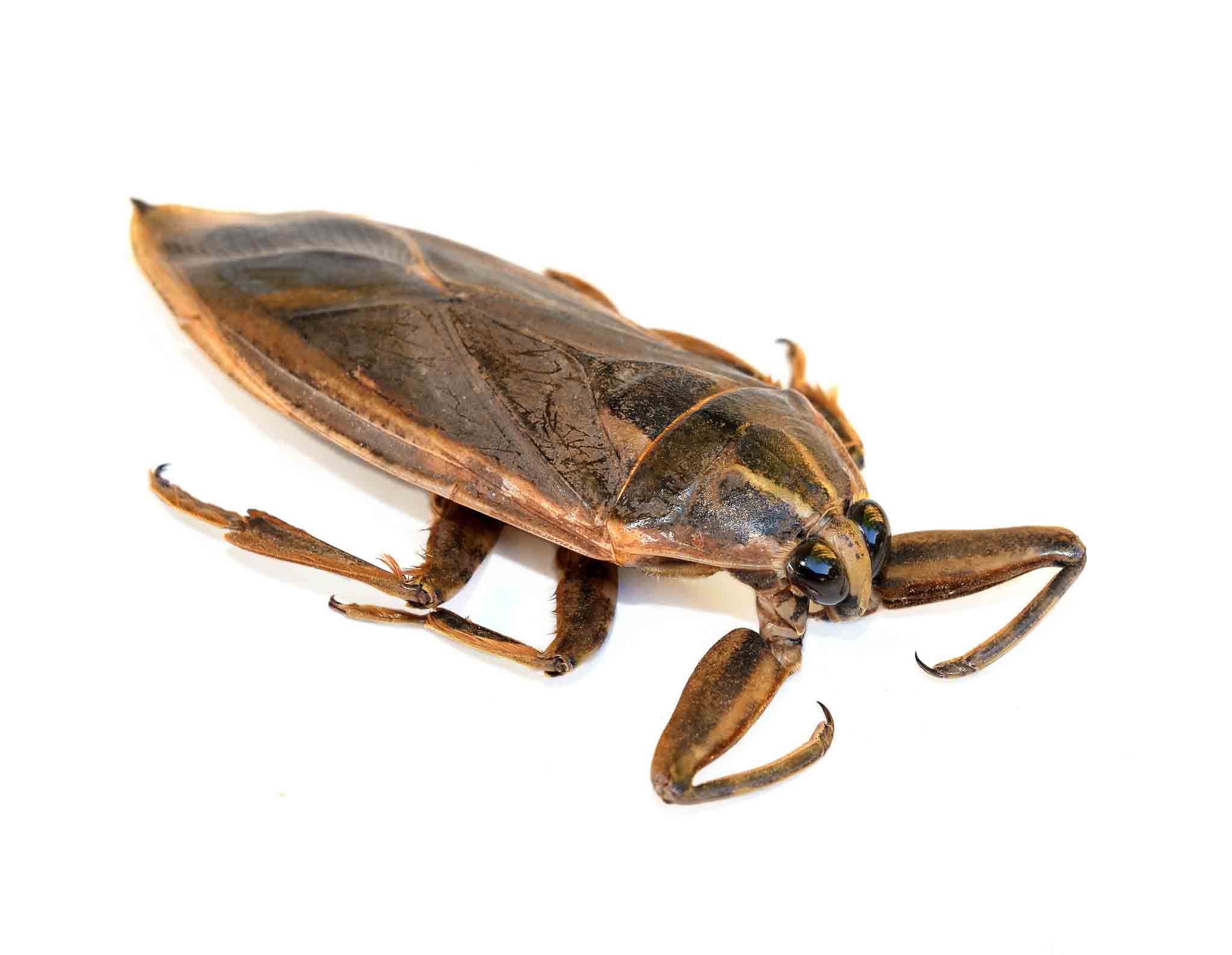 A water bug on a white background, choose Hello Pest Control today.