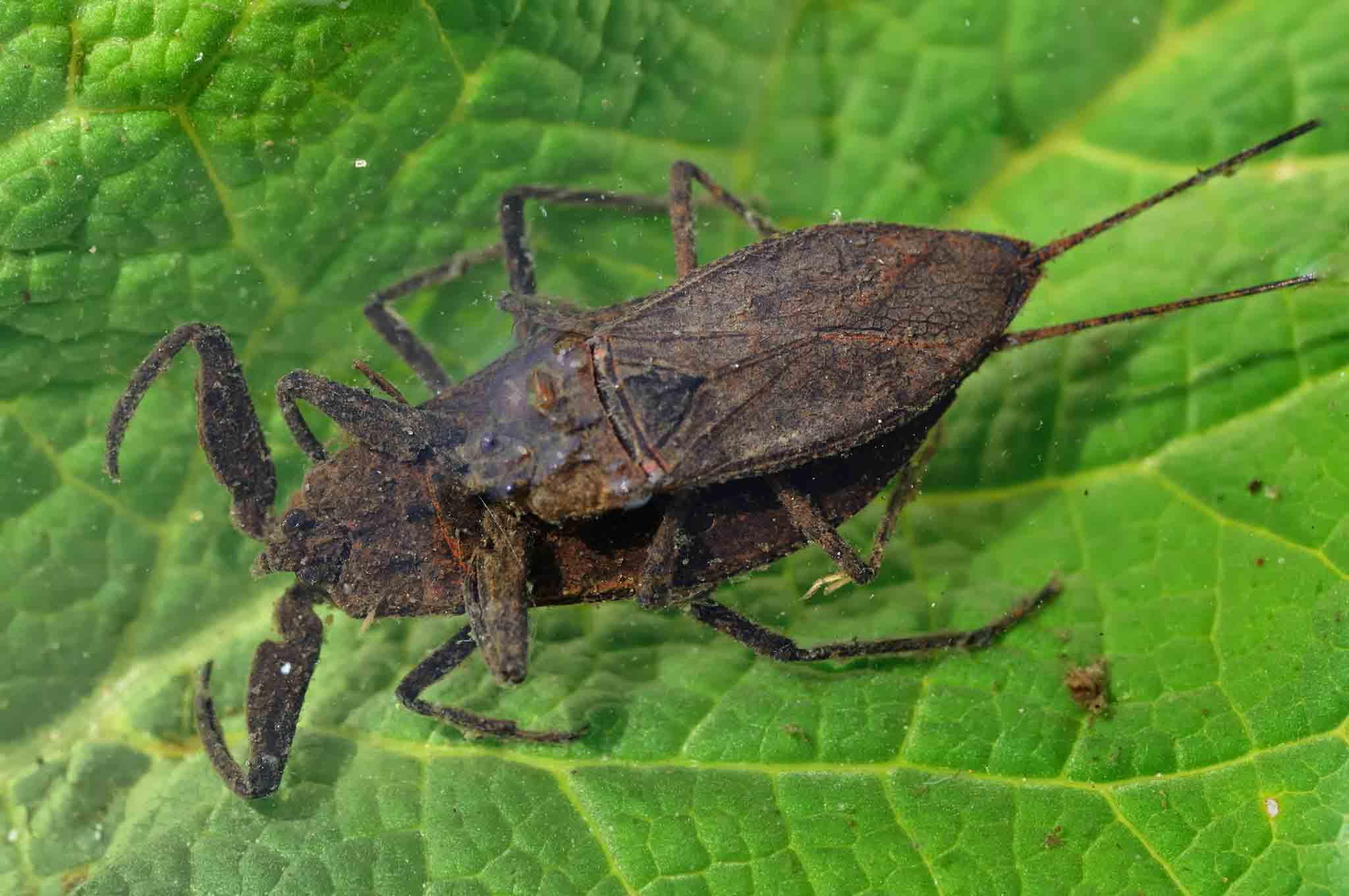 A water scorpion, choose Hello Pest Control Westchester County.