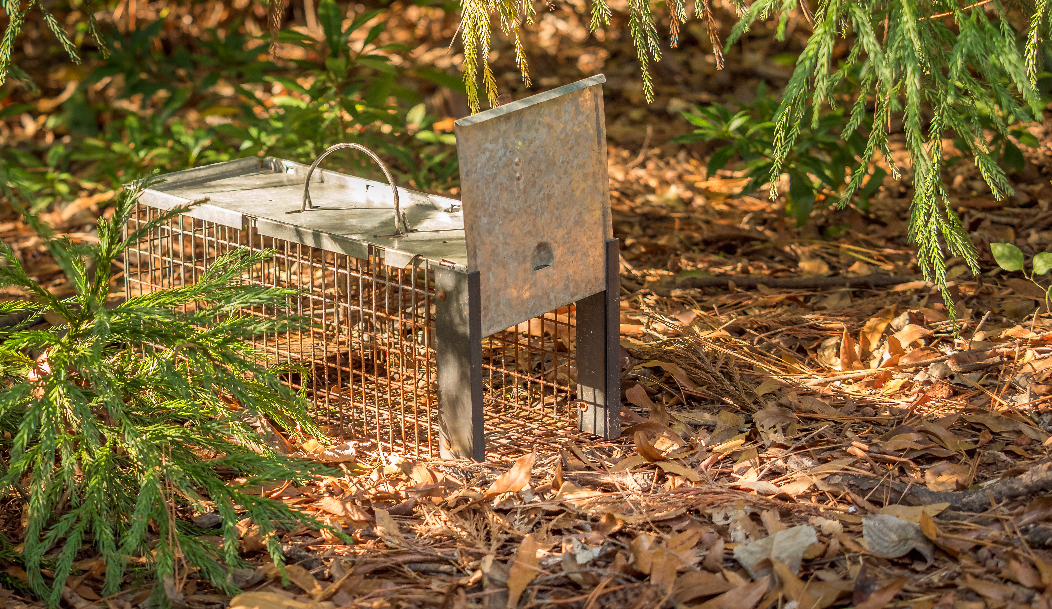 A live cage trap used for wildlife trapping in Westchester County, NY by Hello Pest Control.