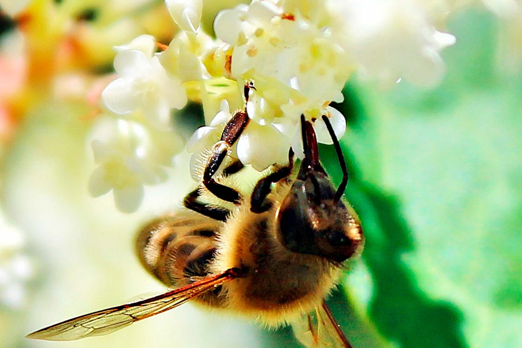 a bee clinging on flower