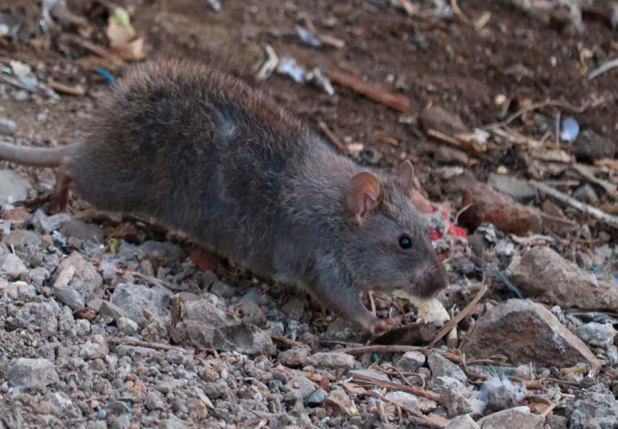 a rat is having food