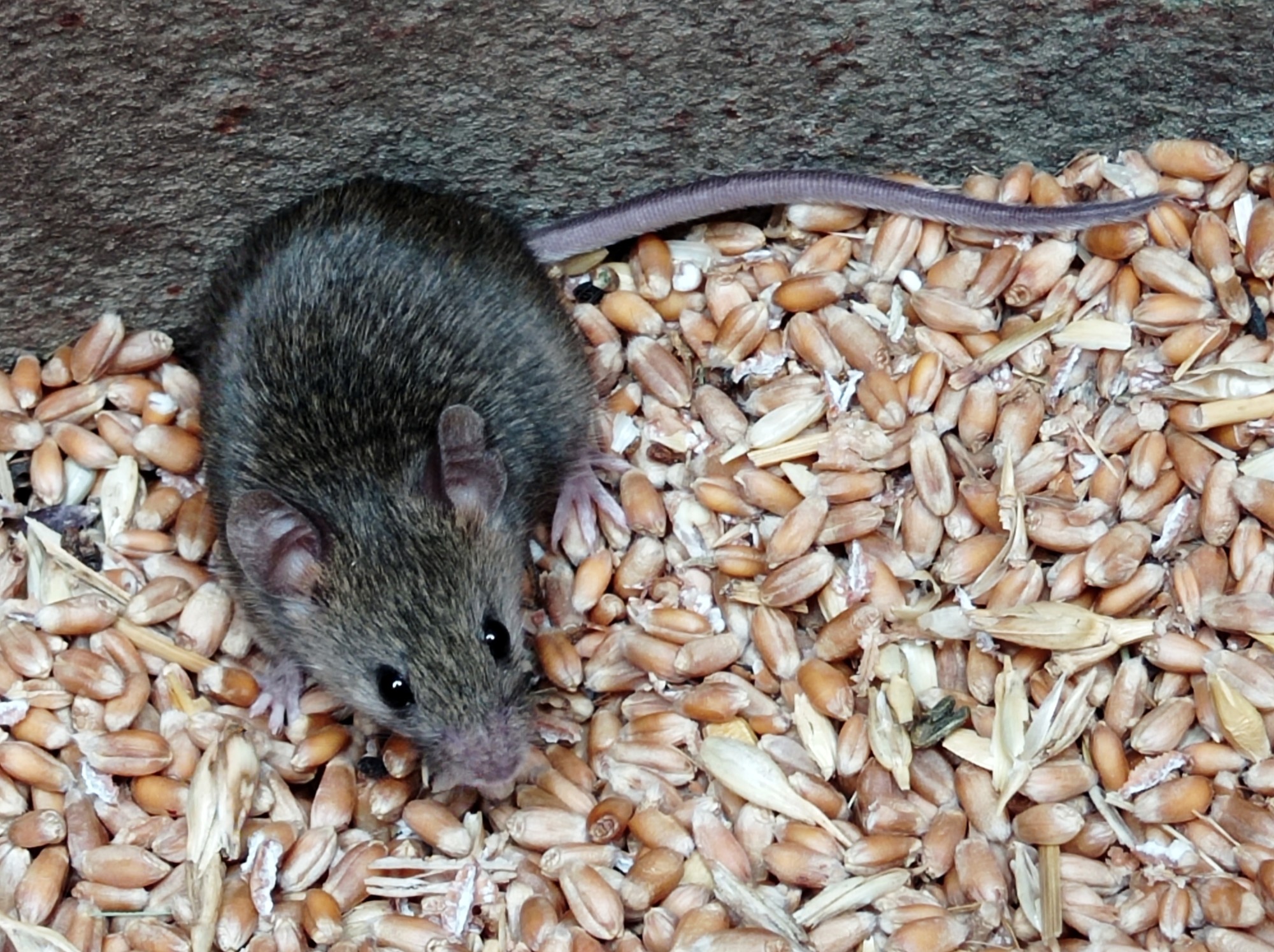 a gray mouse in a barrel of grain