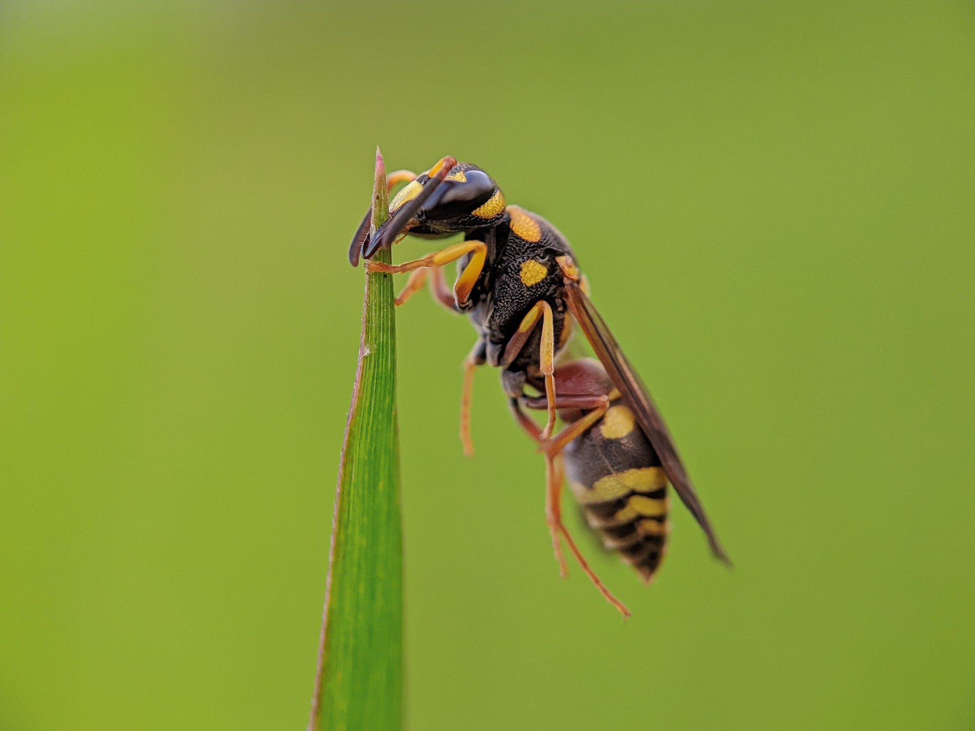 a wasp on top of a plant