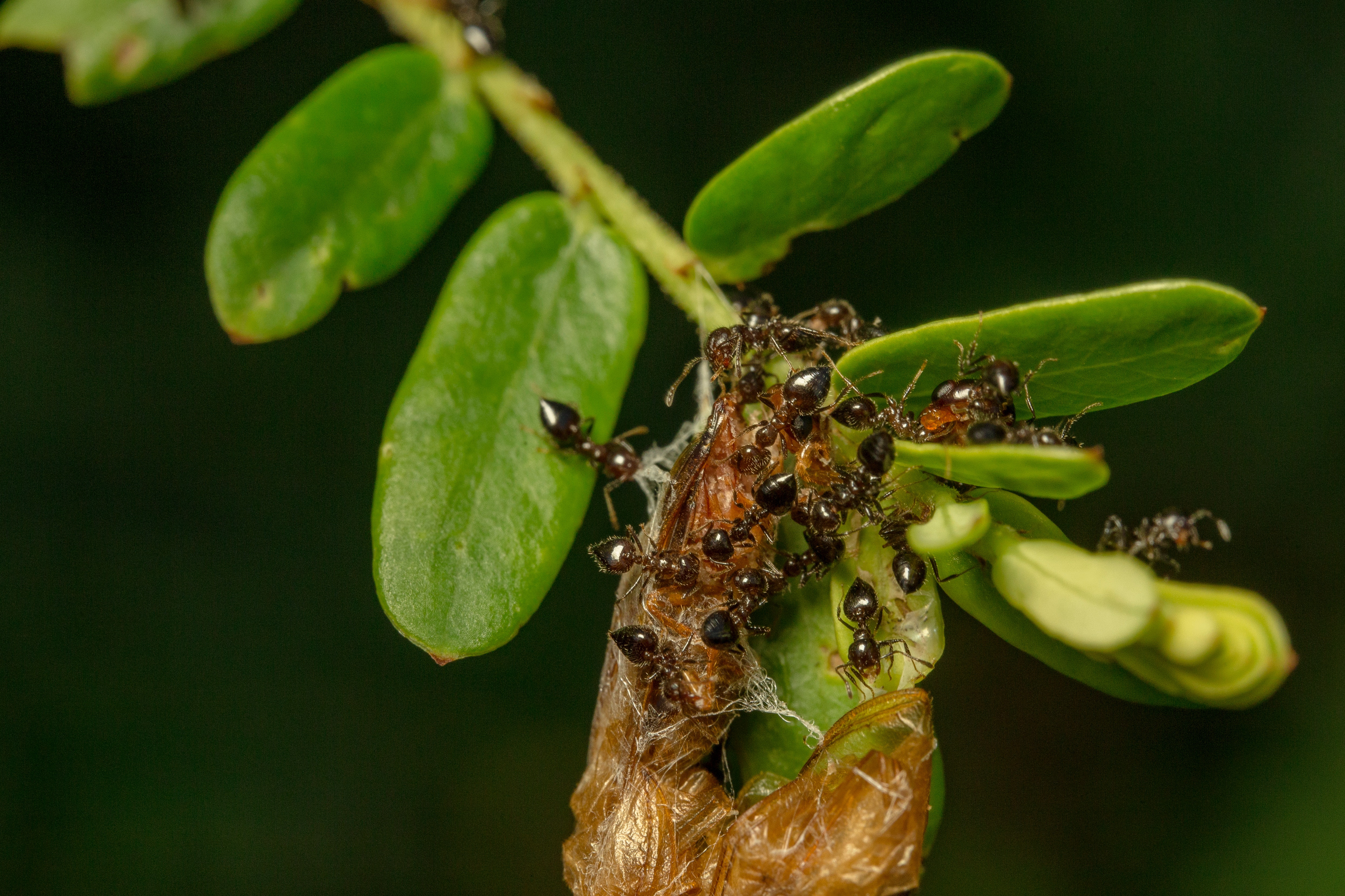 ants on a plant