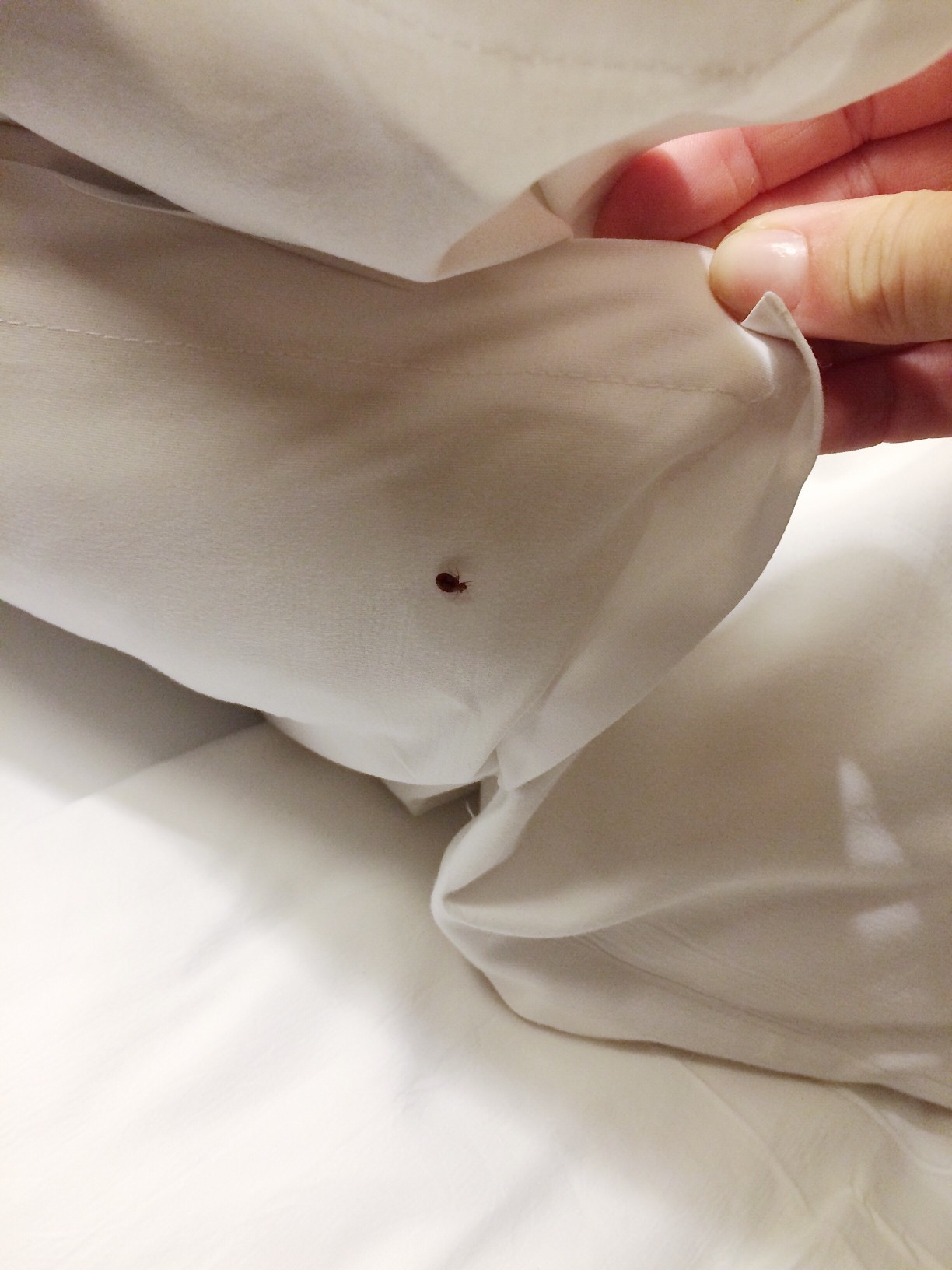 finding a bed bug under a blanket