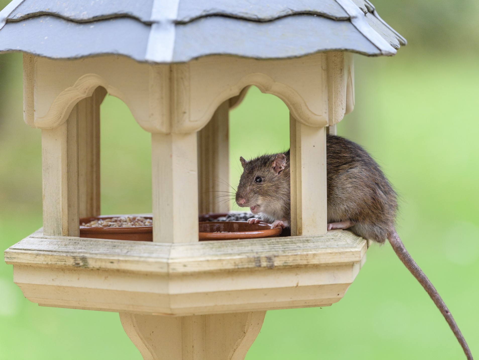 a brown rat is eating on bird table