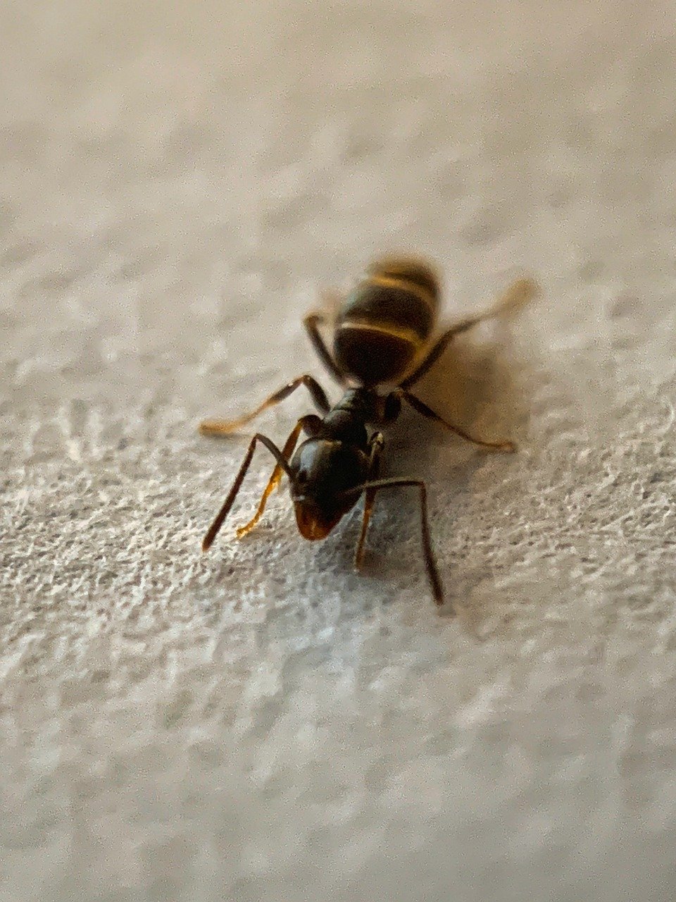 carpenter ant on carpet