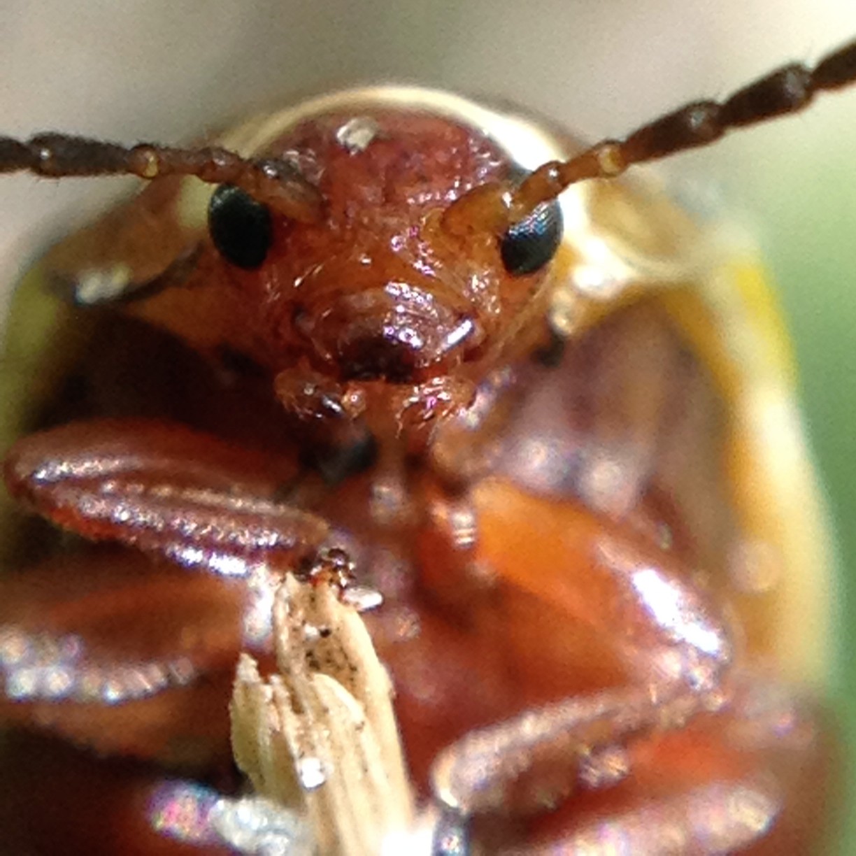 close up photo of a termite