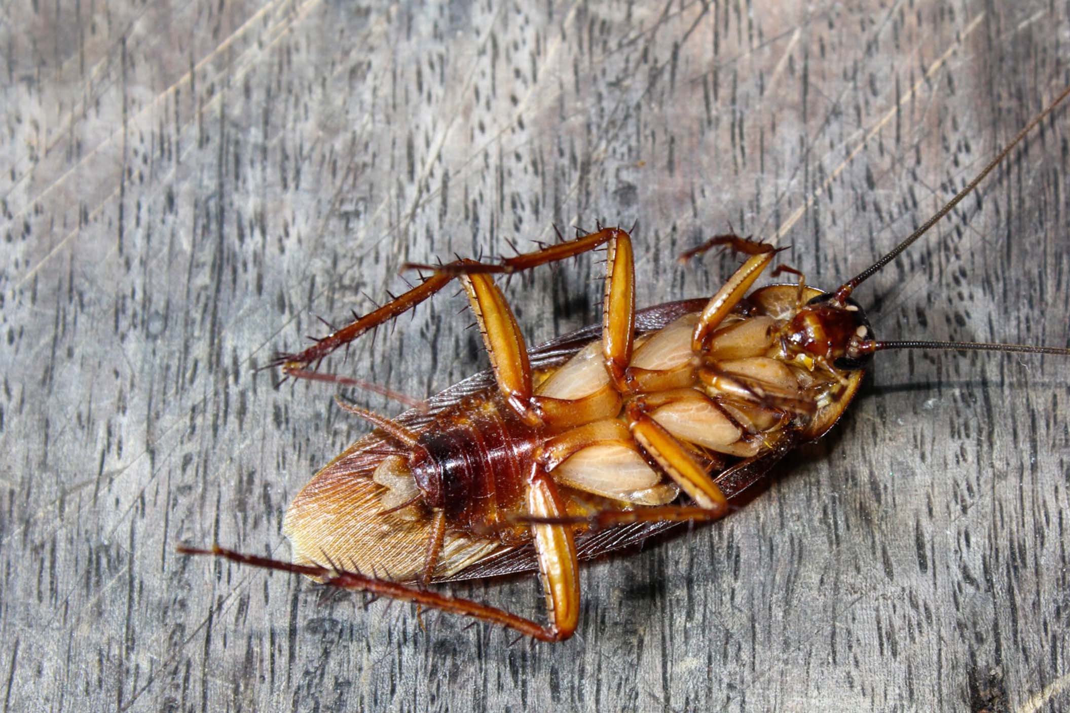 dead cockroach on a wooden floor