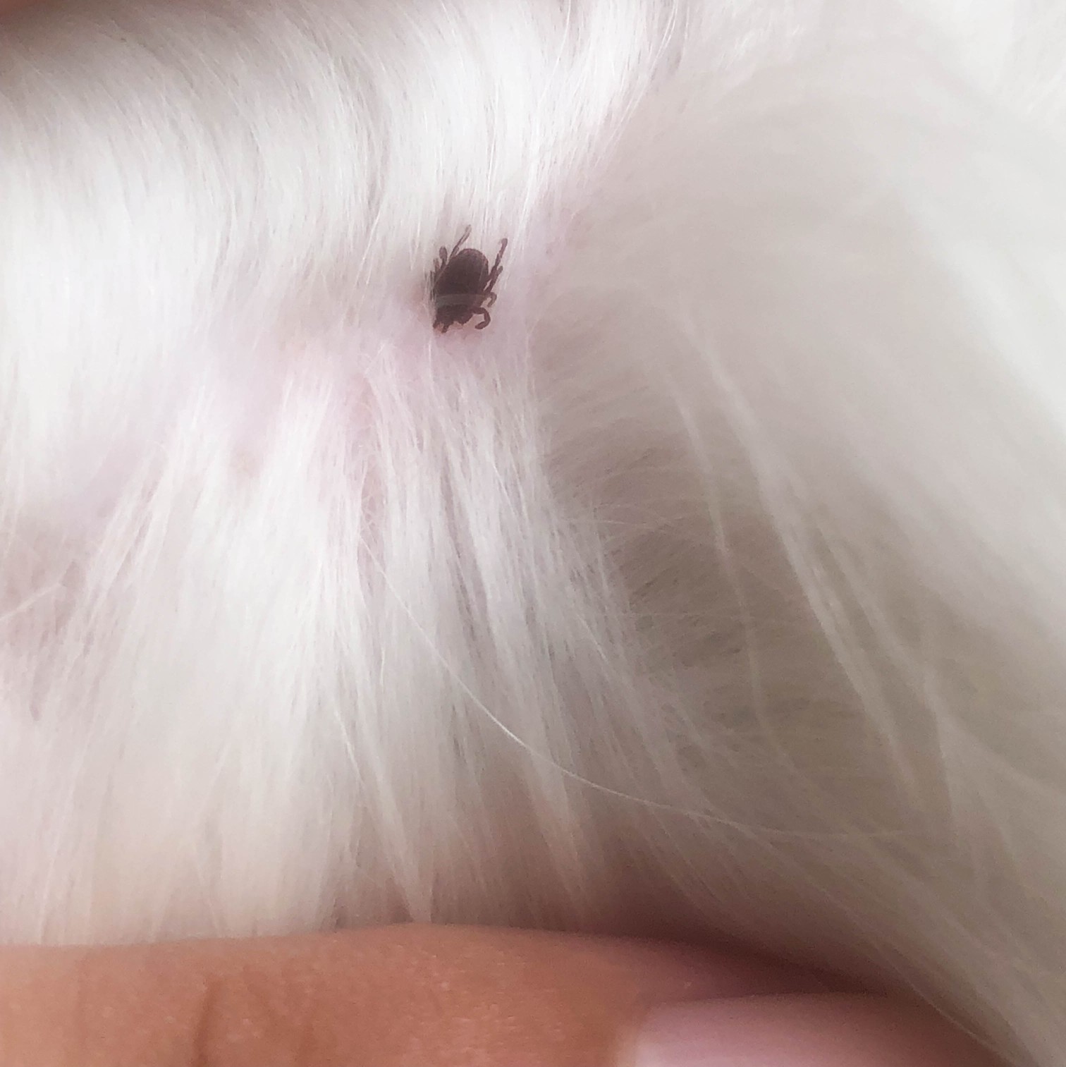 a dog tick is eating blood on a dog fur