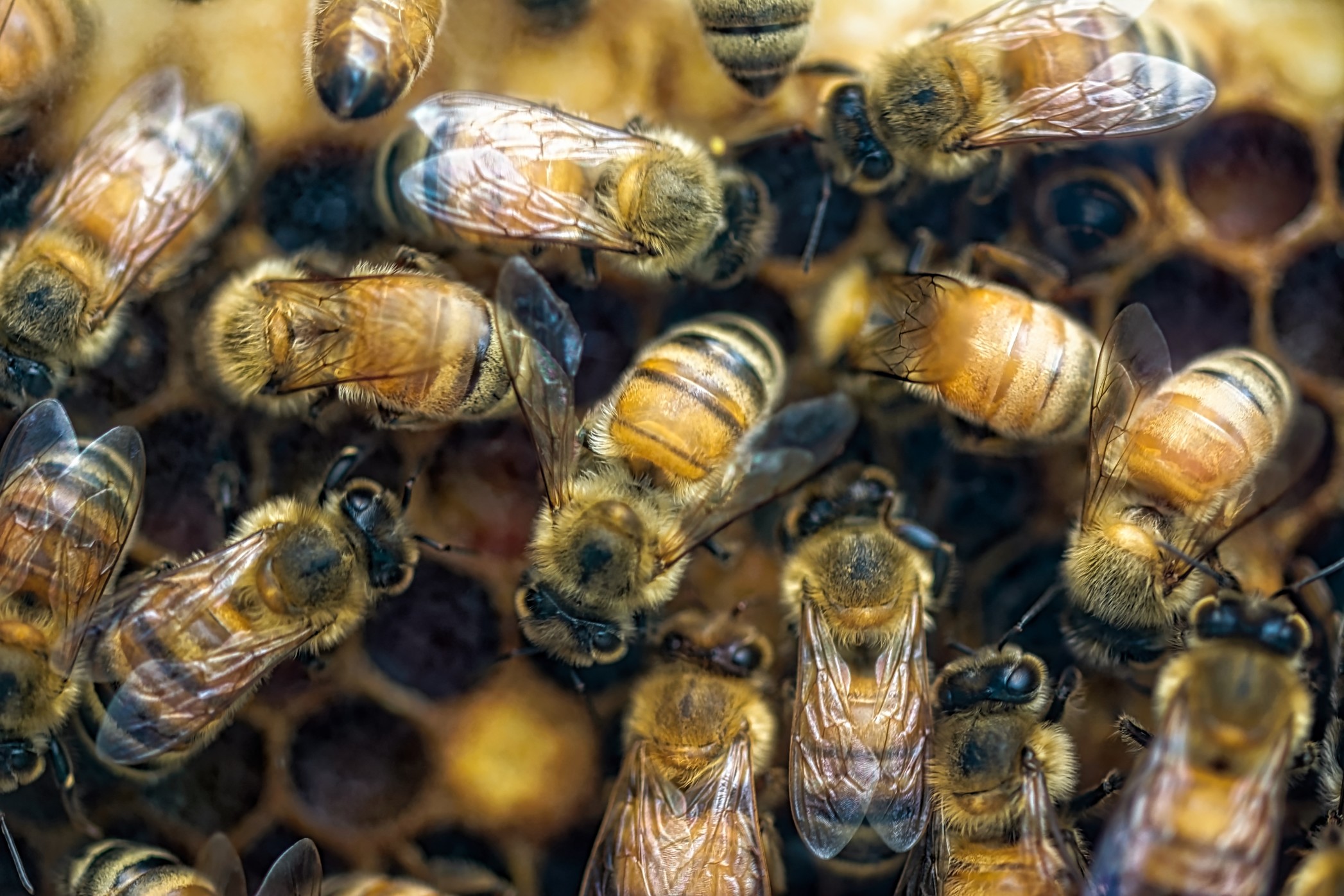 group of bees on a honeycomb