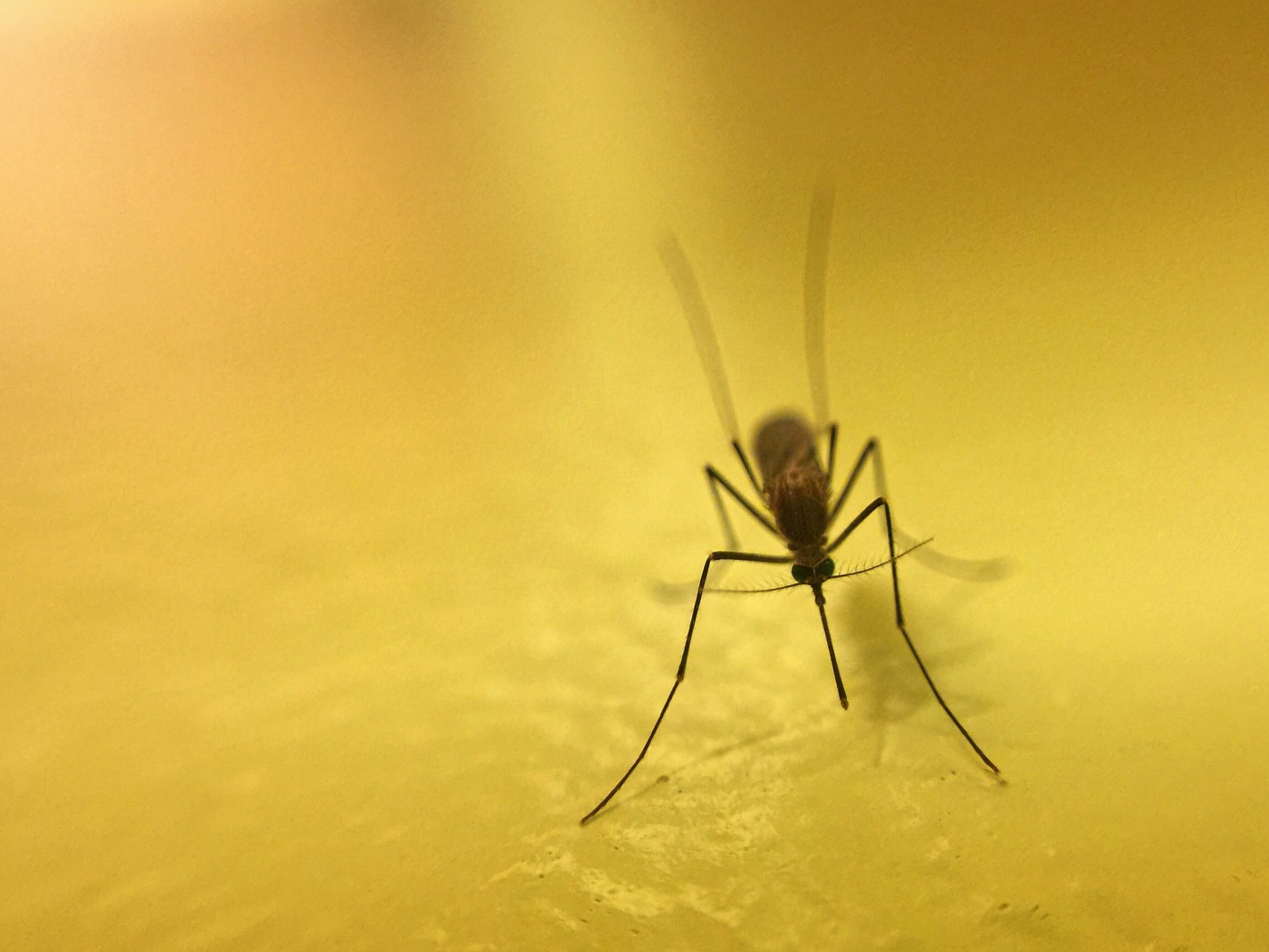 mosquito on a yellow background